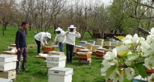 Arıcılardan ilkbahar bakımı