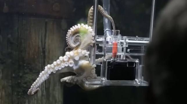 Sony'nin eğittiği ahtapot fotoğraf çekiyor