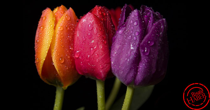 Lale altın çağını yaşıyor