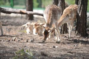 Türkiye’nin ilk safari parkı açılıyor