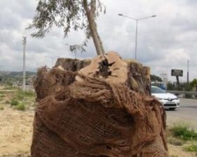 800 yıllık zeytin ağacı filiz verdi