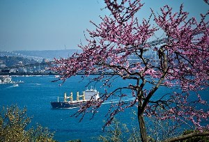 İstanbul'a baharı müjdeleyen çiçek (video)