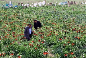 Köylülerin "ters lale" nöbeti