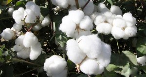 Dünyaca ünlü markalar 'better cotton' istiyor