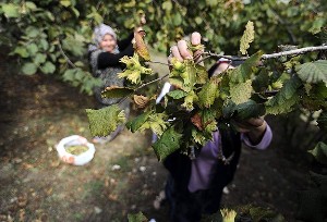 Fındık bahçelerinde "virüs" tehdidi