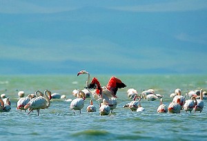 Flamingoların görsel şöleni başladı