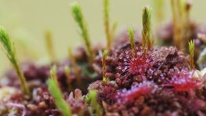 Böcek yiyen bitki yaraları iyileştiriyor