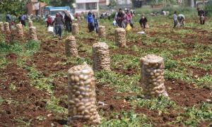 Fiyatı 5 liraya çıkınca vatandaş akın etti