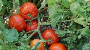 Yeni yerli domates tanıtıldı