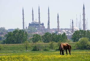 Başıboş atlara 5 bin lira maaşlı çoban