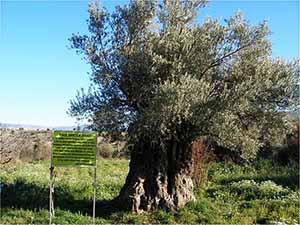 1300 yıllık zeytin ağacına belediye sahip çıktı