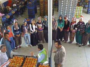 Bu uygulama tutarsa sebze ve meyveler ucuzlayacak