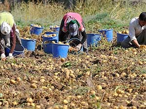 Patatesteki "spekülasyon" ihtimali mercek altında