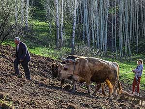 Teknoloji ne kadar gelişse de çiftçinin vazgeçilmezi o