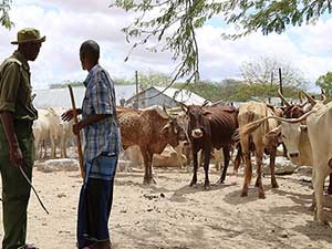İHH'dan Cibuti'ye canlı hayvan yardımı