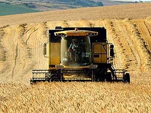 Çiftçi buğday fiyatının 80 kuruşu aşmasını bekliyor