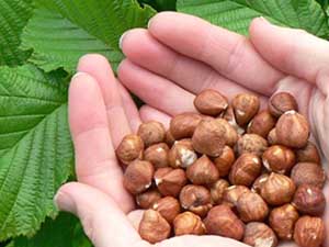 Kalp ve kansere karşı 'bir avuç fındık