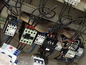 Elektrik kesintisinin nedeni 2 metrelik yılan çıktı!