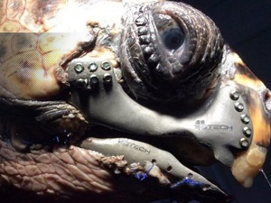 Caretta carretta'ya 3D çene protezi takıldı!