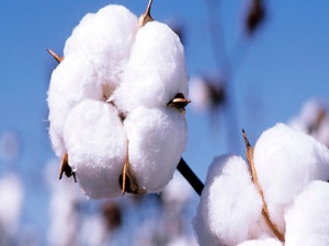 Pamuğun kalitesi artırılacak