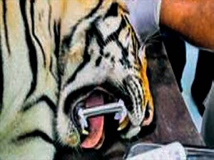 Bengal kaplanına diş tedavisi