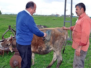 "Nefer" bitkisi 35 hayvanı telef etti