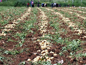 Patates fiyatları Rekabet Kurumu gündeminde