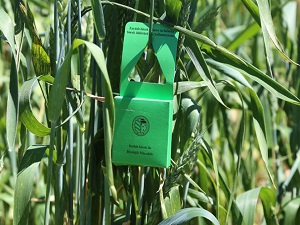 "Süne savaşçıları" görev başında