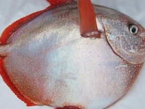 Bilim Adamlarını Şaşkına Çeviren Balık!