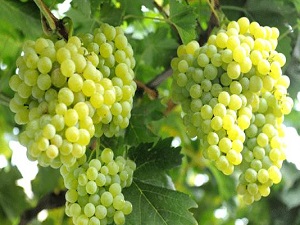 Türk üzümünde İran tehlikesi