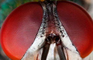 "Sivrisineğin gözünü halkeden, güneşi dahi o halketmiştir..."