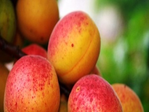 Rusya 4 ton kayısıyı Türkiye’ye geri gönderdi