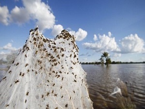 Gökten Milyonlarca Örümcek Yağdı