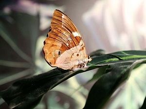 Türkiye'nin "kelebekler şehri"