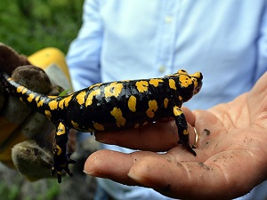 Tunceli'de "Lekeli Semender" arandı