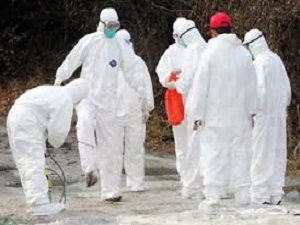 İzmir'de kuş gribi tespit edildi