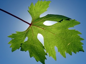 Asma yaprağı varisin ilacı!