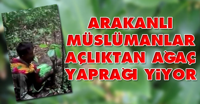 Arakanlı Müslümanlar açlıktan ağaç yaprağı yiyor