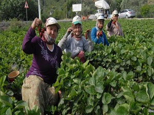 Çilek üreticisinin yüzü gülmedi
