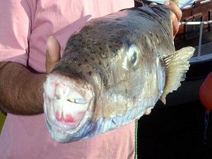 5 kiloluk balon balığı ağa takıldı