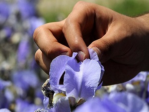 Kilogramı 5 bin avroya ihraç ediliyor