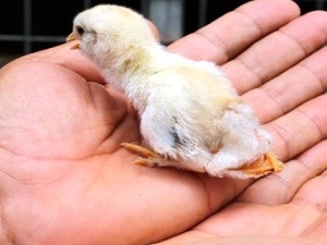 Muğla'da Yumurtadan 4 Ayaklı Civciv Çıktı