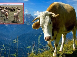 5 Bin Konutun elektiriğini onlar üretecek