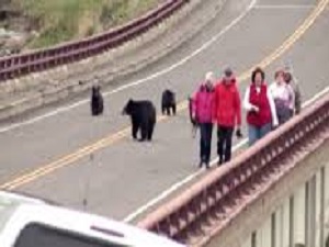 Korku Dolu Anlar! Ayılar, Turistleri Kovaladı