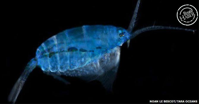 Okyanuslarda yaratılan gözün görmediği sanatlar