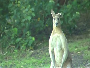 Kaslarıyla mahalleye korku salan kanguru