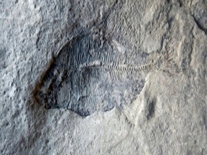 Kanada'da 60 milyon yıllık fosil bulundu