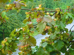 Fındık fiyatları rekora koşuyor!