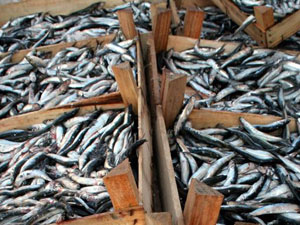 Mayıs ayında en çok balığın fiyatı arttı