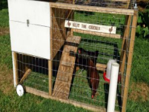 Kanada'da Kiralık Tavuk Uygulaması! 14 Yumurta 585 TL